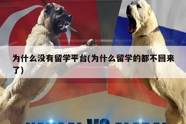 为什么没有留学平台(为什么留学的都不回来了)