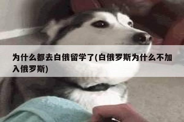 为什么都去白俄留学了(白俄罗斯为什么不加入俄罗斯)