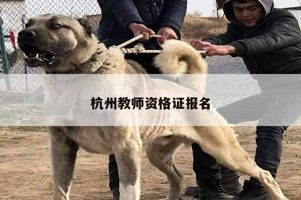 杭州教师资格证报名