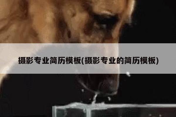 摄影专业简历模板(摄影专业的简历模板)