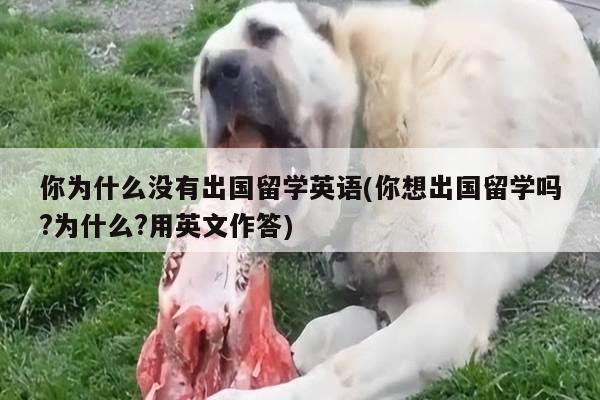 你为什么没有出国留学英语(你想出国留学吗?为什么?用英文作答)