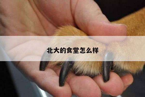 北大的食堂怎么样
