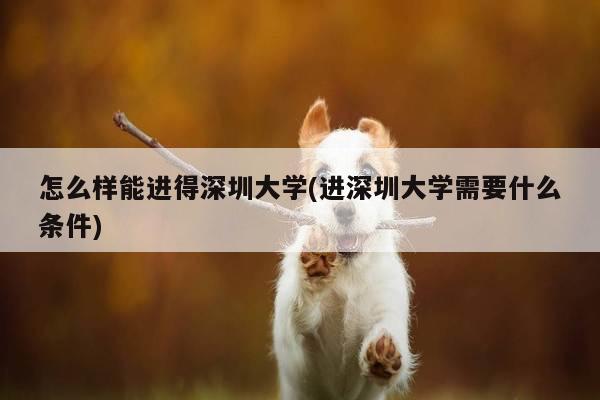 怎么样能进得深圳大学(进深圳大学需要什么条件)