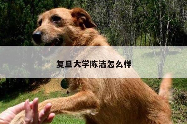 复旦大学陈洁怎么样