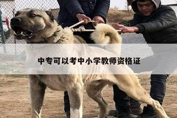 中专可以考中小学教师资格证