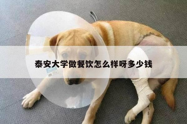 泰安大学做餐饮怎么样呀多少钱