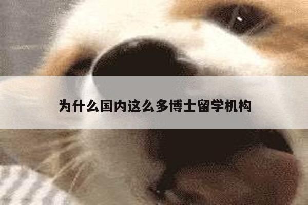 为什么国内这么多博士留学机构