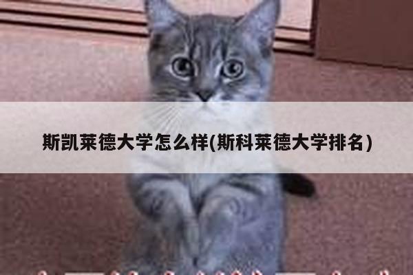 斯凯莱德大学怎么样(斯科莱德大学排名)
