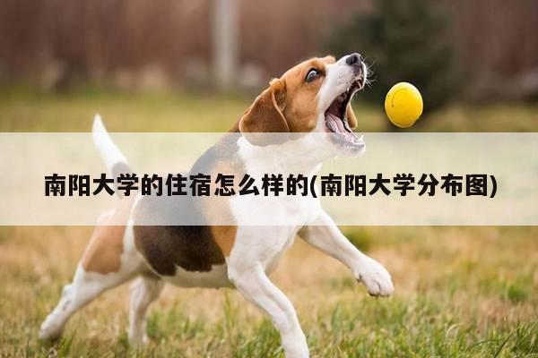 南阳大学的住宿怎么样的(南阳大学分布图)