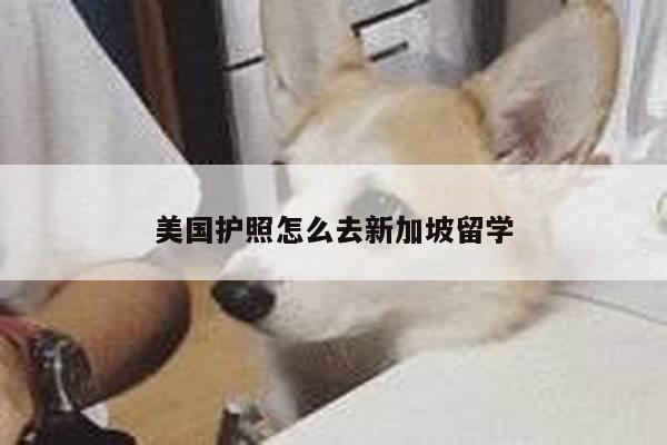 美国护照怎么去新加坡留学