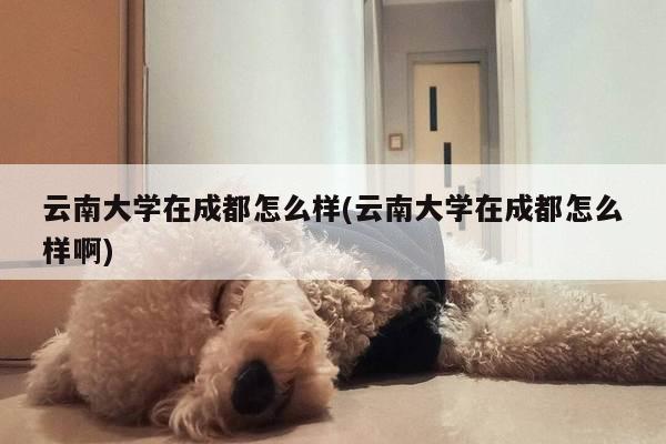 云南大学在成都怎么样(云南大学在成都怎么样啊)
