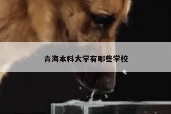 青海本科大学有哪些学校