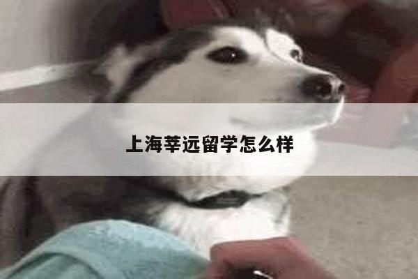 上海莘远留学怎么样