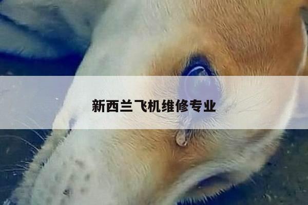 新西兰飞机维修专业