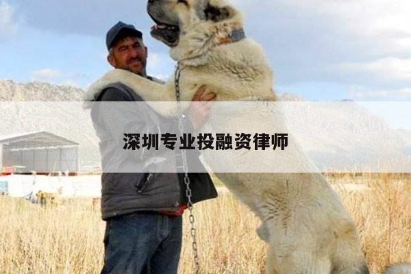 深圳专业投融资律师