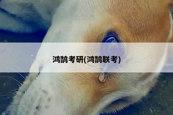 鸿鹄考研(鸿鹄联考)