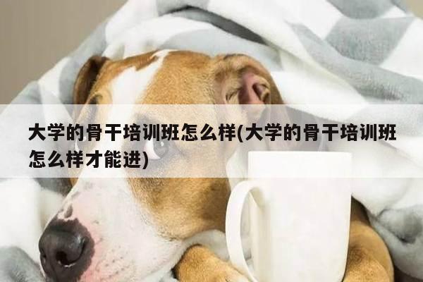 大学的骨干培训班怎么样(大学的骨干培训班怎么样才能进)