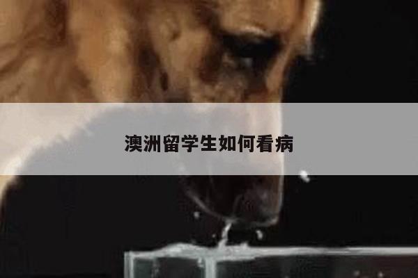 澳洲留学生如何看病
