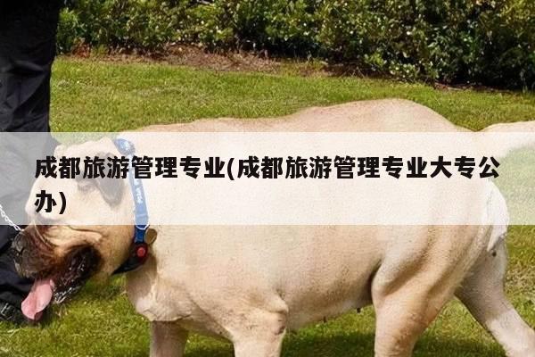 成都旅游管理专业(成都旅游管理专业大专公办)