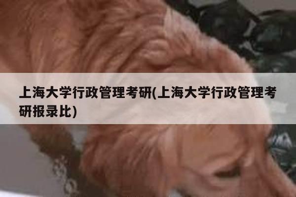 上海大学行政管理考研(上海大学行政管理考研报录比)