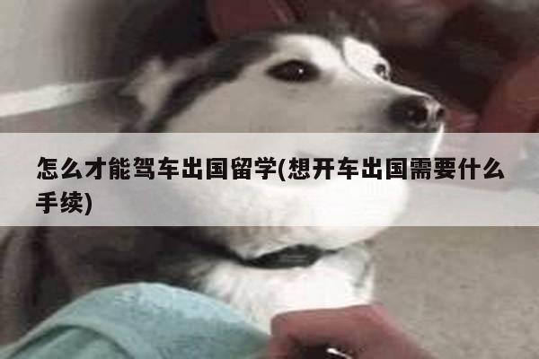 怎么才能驾车出国留学(想开车出国需要什么手续)