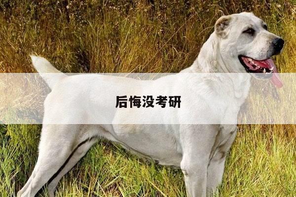 后悔没考研