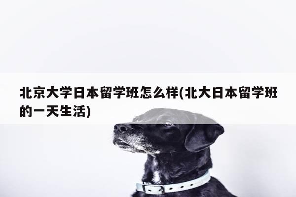 北京大学日本留学班怎么样(北大日本留学班的一天生活)