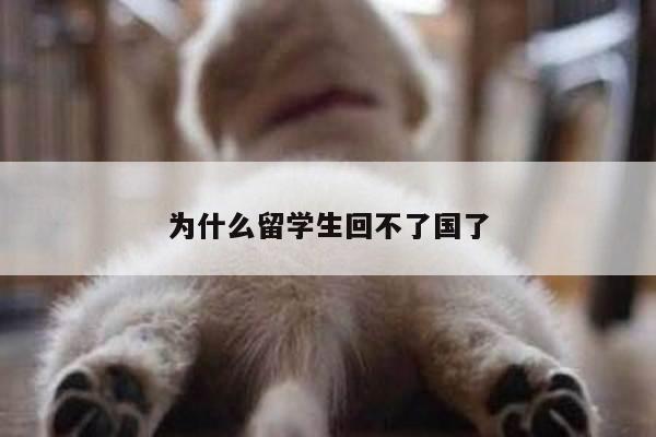 为什么留学生回不了国了