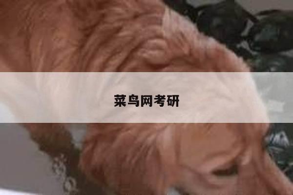 菜鸟网考研