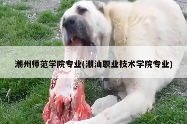 潮州师范学院专业(潮汕职业技术学院专业)