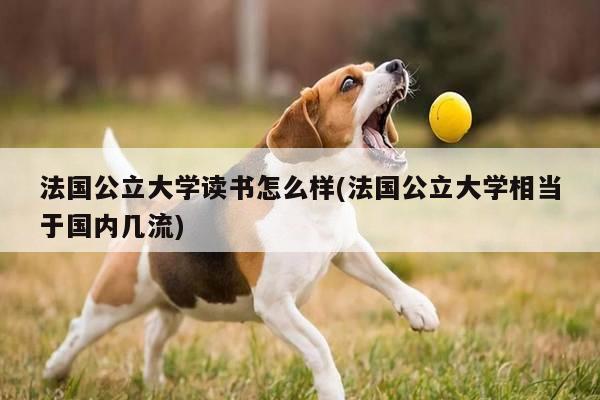 法国公立大学读书怎么样(法国公立大学相当于国内几流)