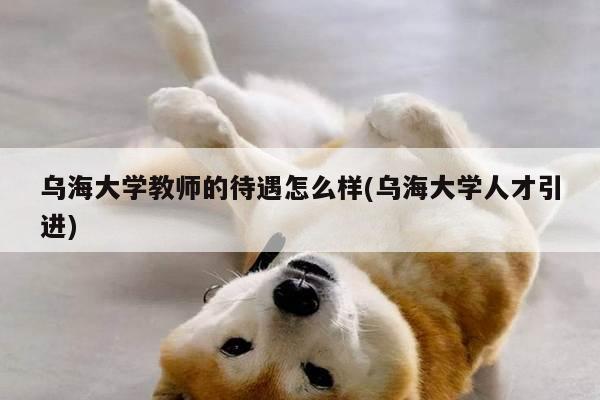 乌海大学教师的待遇怎么样(乌海大学人才引进)