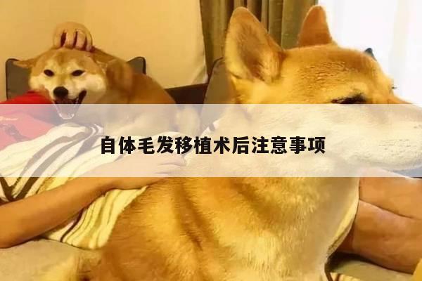 自体毛发移植术后注意事项