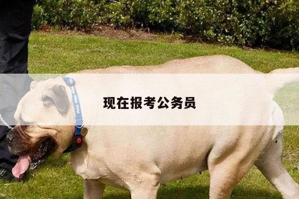 现在报考公务员