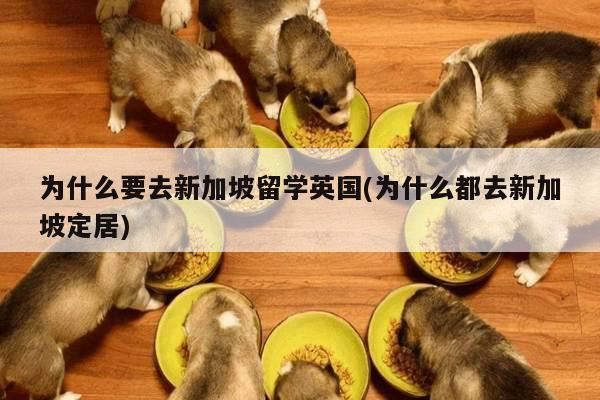 为什么要去新加坡留学英国(为什么都去新加坡定居)