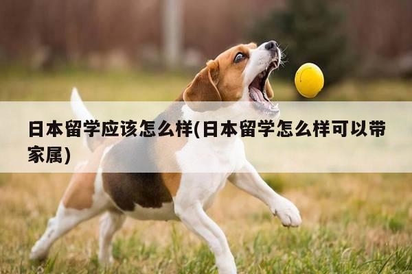 日本留学应该怎么样(日本留学怎么样可以带家属)