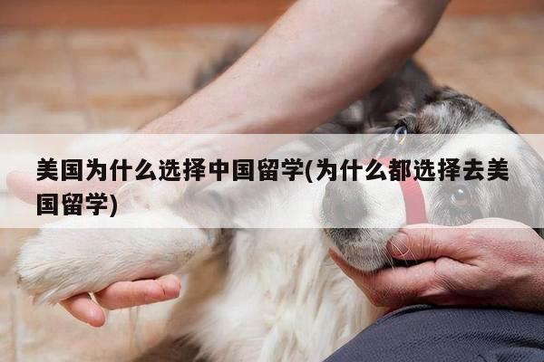 美国为什么选择中国留学(为什么都选择去美国留学)