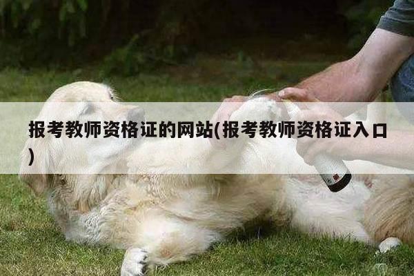 报考教师资格证的网站(报考教师资格证入口)