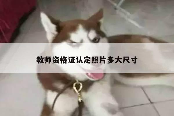 教师资格证认定照片多大尺寸
