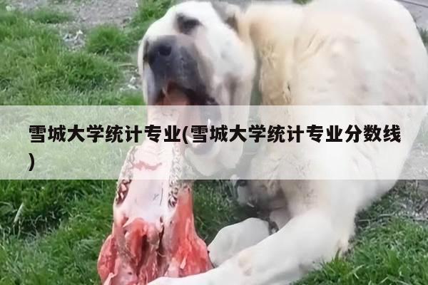 雪城大学统计专业(雪城大学统计专业分数线)