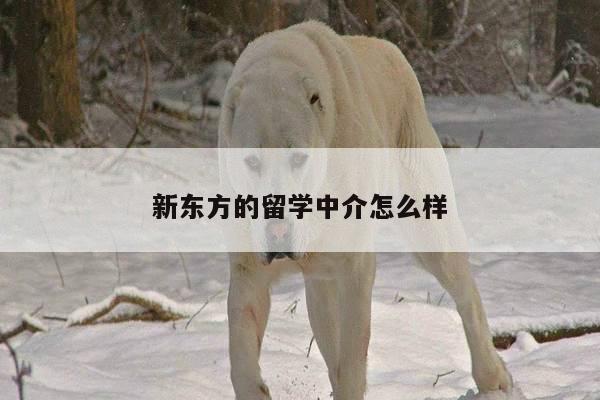 新东方的留学中介怎么样