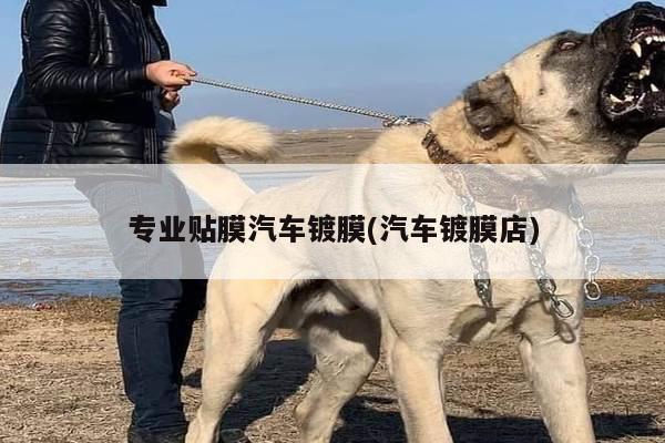 专业贴膜汽车镀膜(汽车镀膜店)