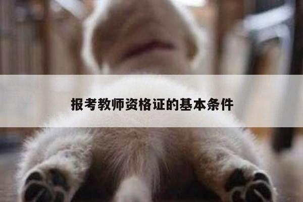 报考教师资格证的基本条件