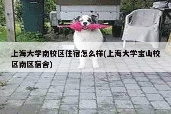 上海大学南校区住宿怎么样(上海大学宝山校区南区宿舍)