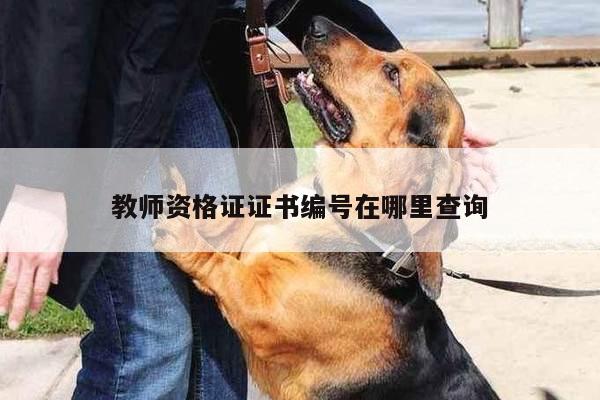 教师资格证证书编号在哪里查询