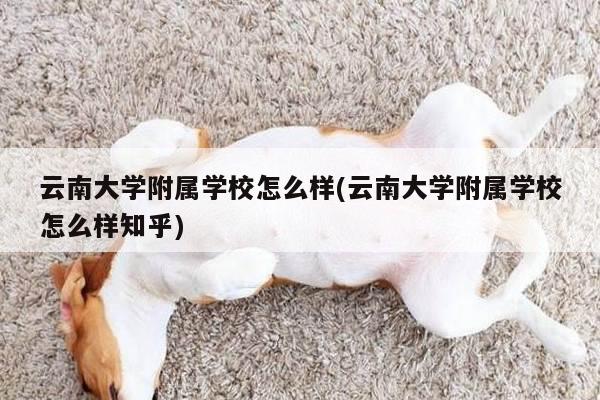 云南大学附属学校怎么样(云南大学附属学校怎么样知乎)