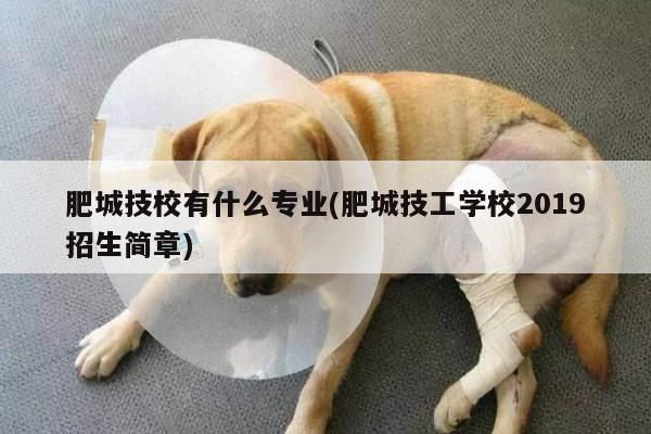肥城技校有什么专业(肥城技工学校2019招生简章)