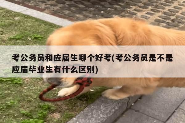 考公务员和应届生哪个好考(考公务员是不是应届毕业生有什么区别)
