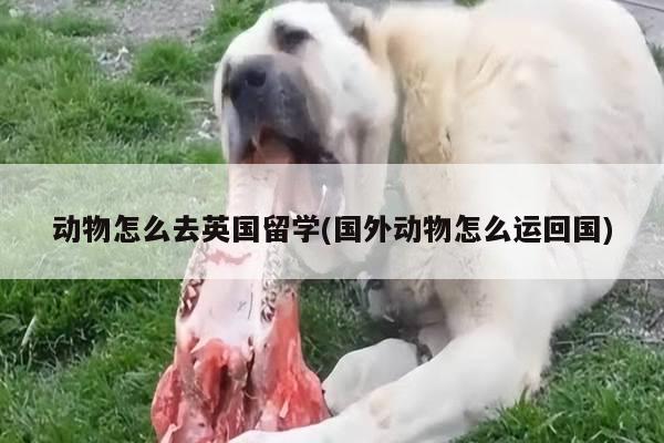 动物怎么去英国留学(国外动物怎么运回国)