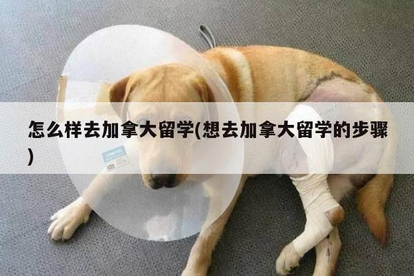 怎么样去加拿大留学(想去加拿大留学的步骤)
